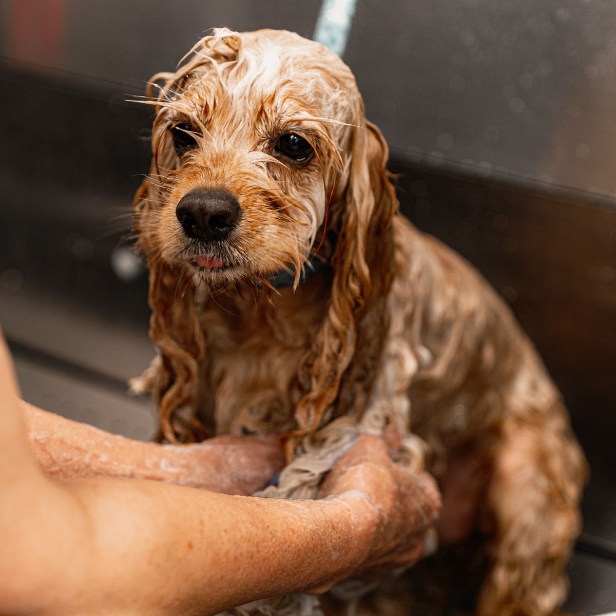 Premium Pet Shampoos